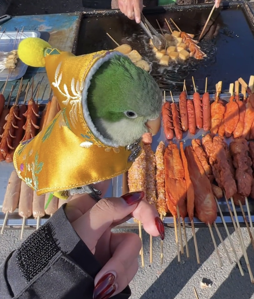 宠物鹦鹉衣服披风加厚保暖虎皮牡丹玄风外出外套和风鸟披风