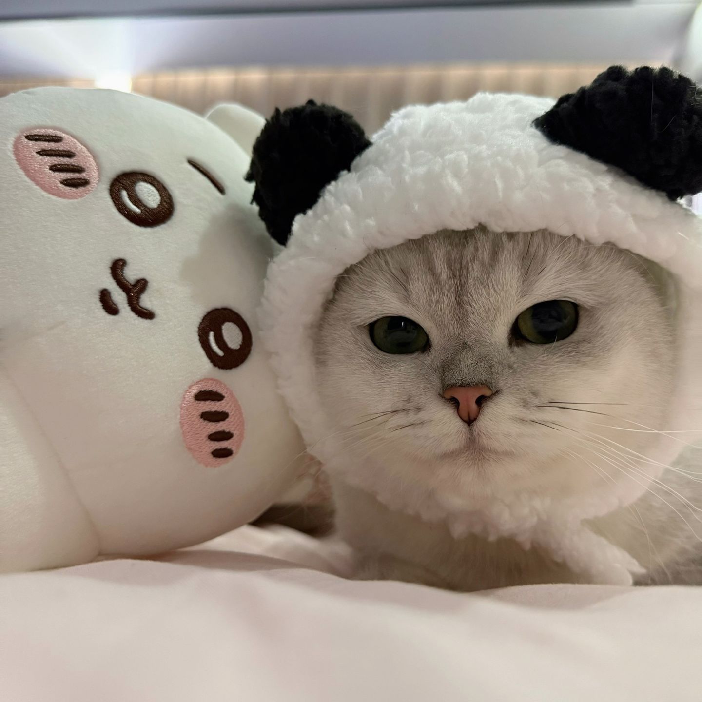 可爱熊猫猫咪帽子搞怪小熊狗狗头套泰迪比熊狗狗头饰兔子装饰品