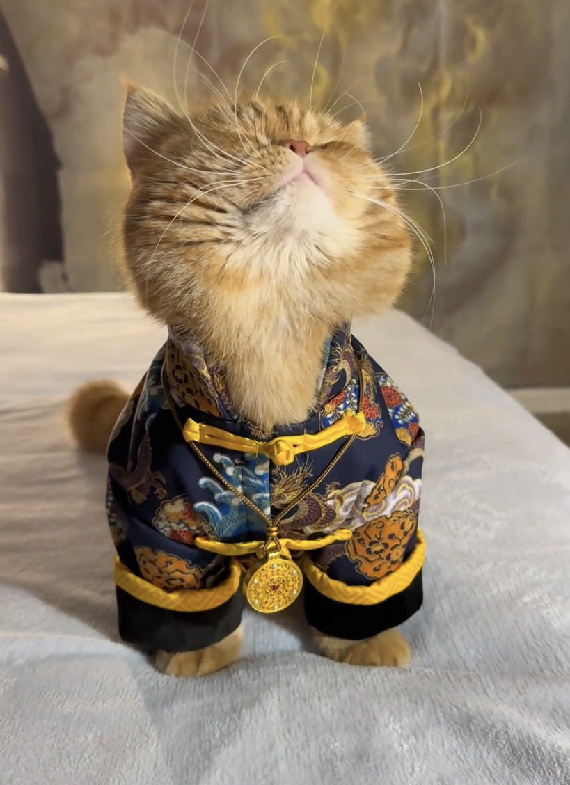猫咪霸气衣服盘扣龙袍棉袄冬季保暖小狗泰迪比熊雪纳瑞宠物新年装