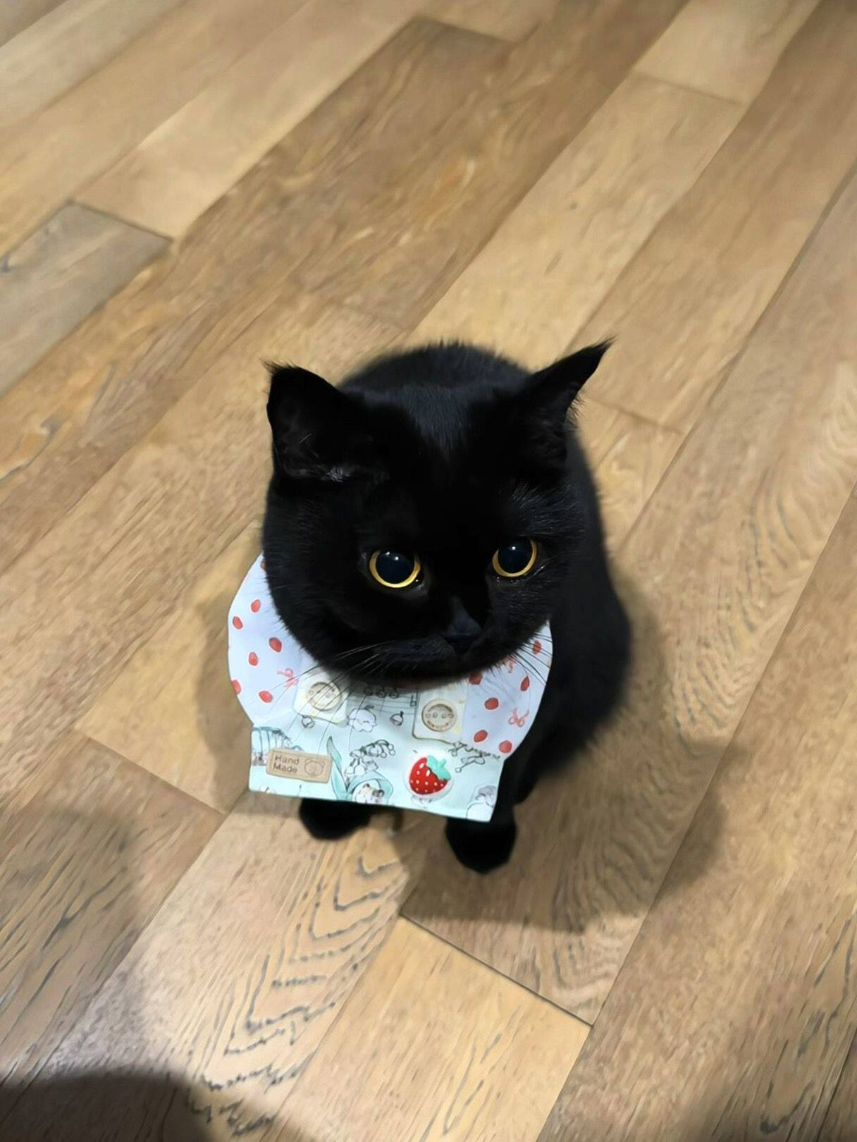 可爱狗狗帽子草莓印花围领围嘴宠物服饰新款猫咪厨师背带围裙装扮