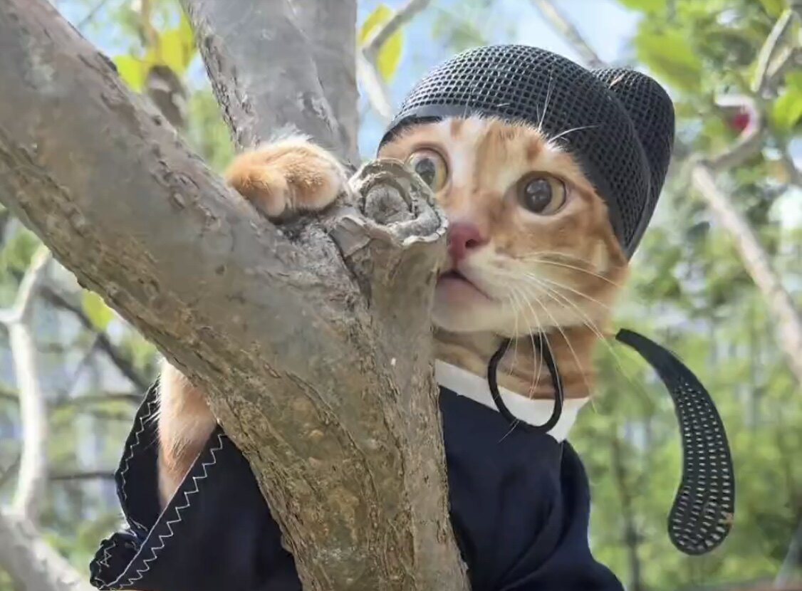状元郎猫咪乌纱帽搞怪创意红色官服宠物服饰搞怪猫猫帽子拍照道具