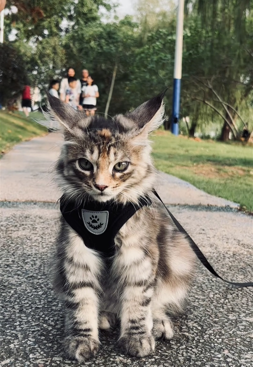 狗狗牵引绳遛狗绳子背心式项圈狗链小型犬猫背带泰迪比熊胸背带