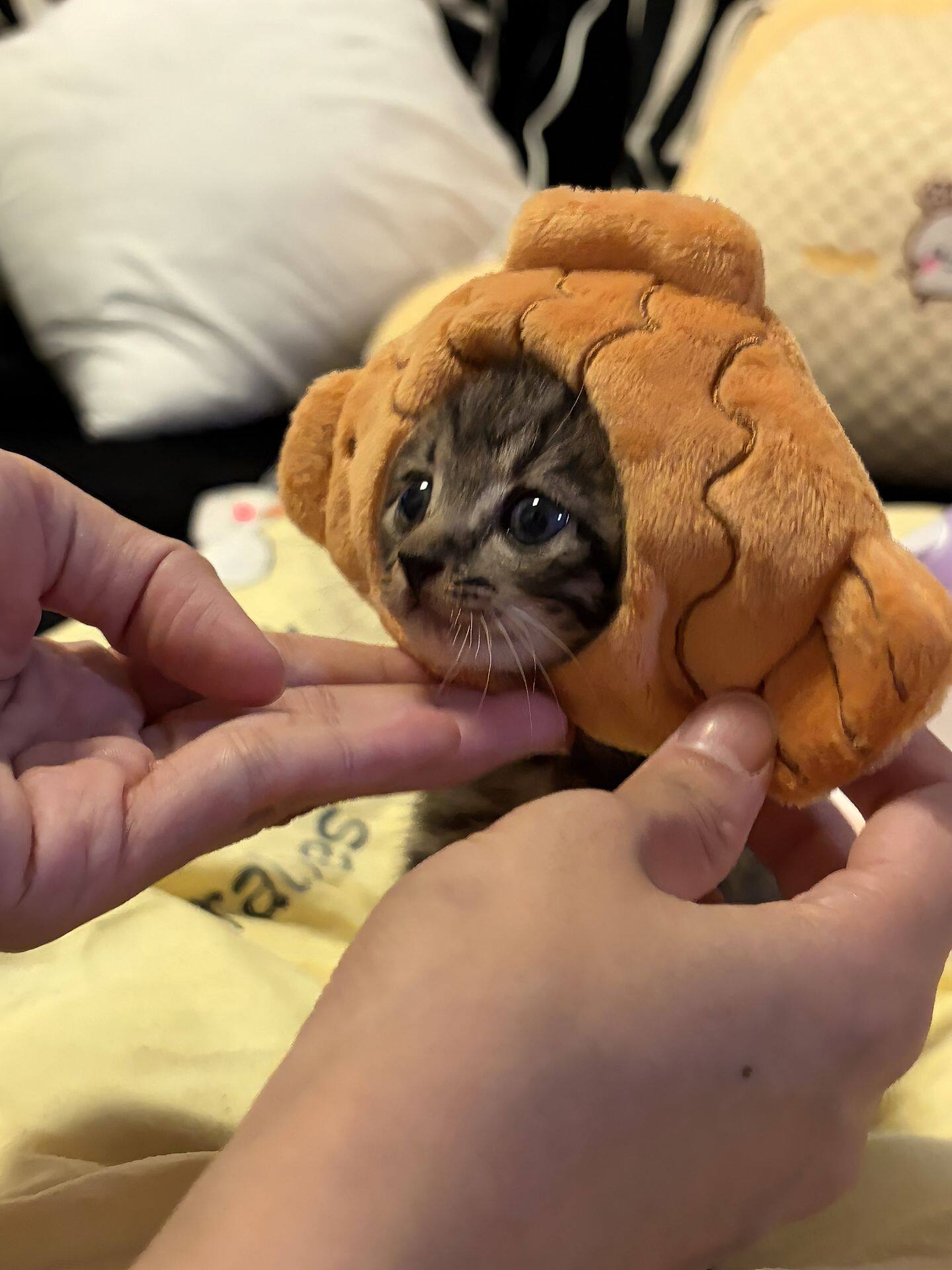 宠物猫咪狗狗可爱帽子鲷鱼烧头套网红搞怪头饰拍照道具搞笑变装帽