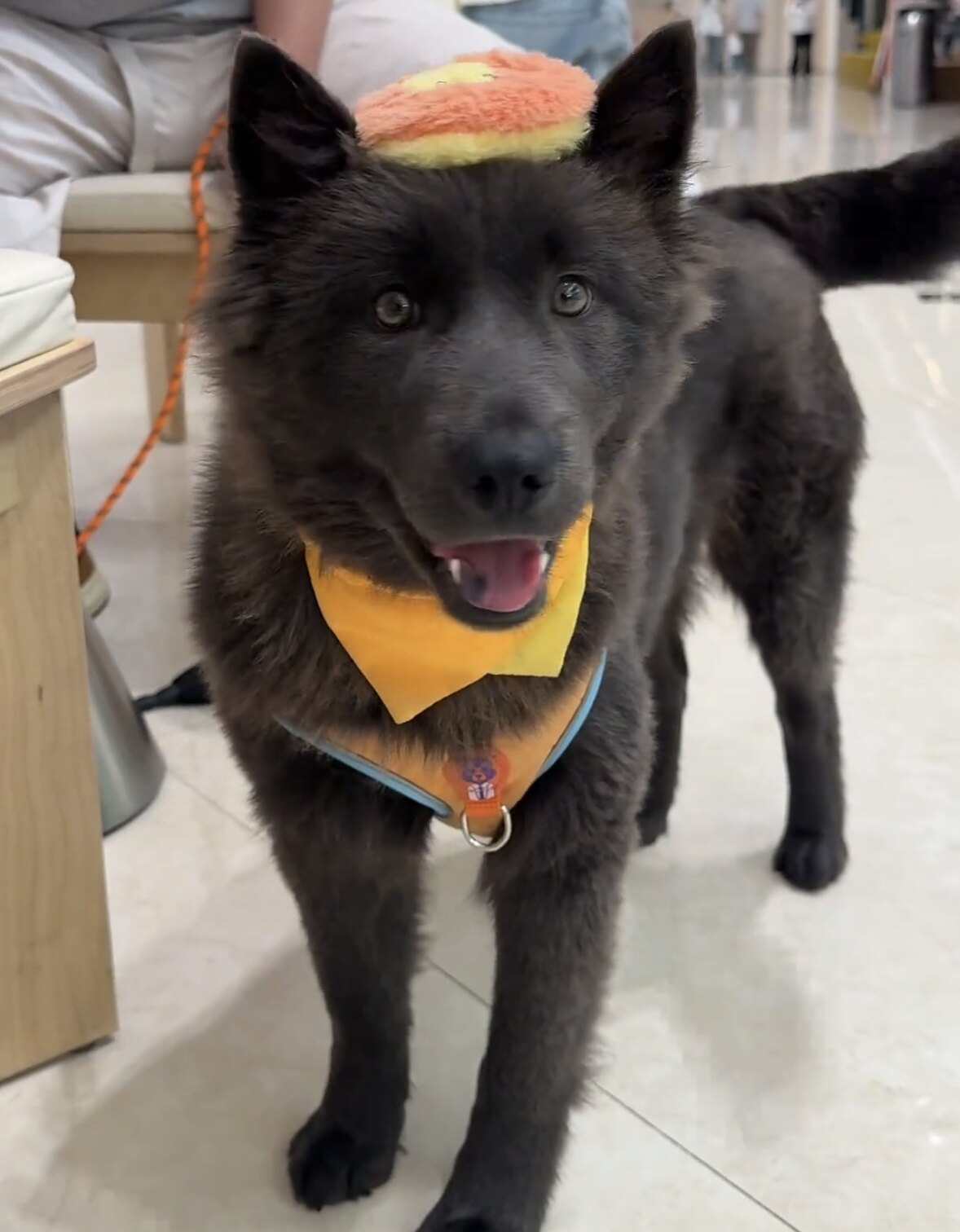 灰太狼狗狗帽子宠物头饰cos补丁帽手工制作仿兔绒搞笑搞怪变装帽