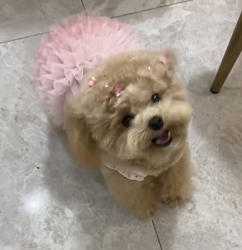 新款宠物衣服春夏蓬蓬裙狗狗可爱猫咪结婚礼服芭蕾舞纱裙子