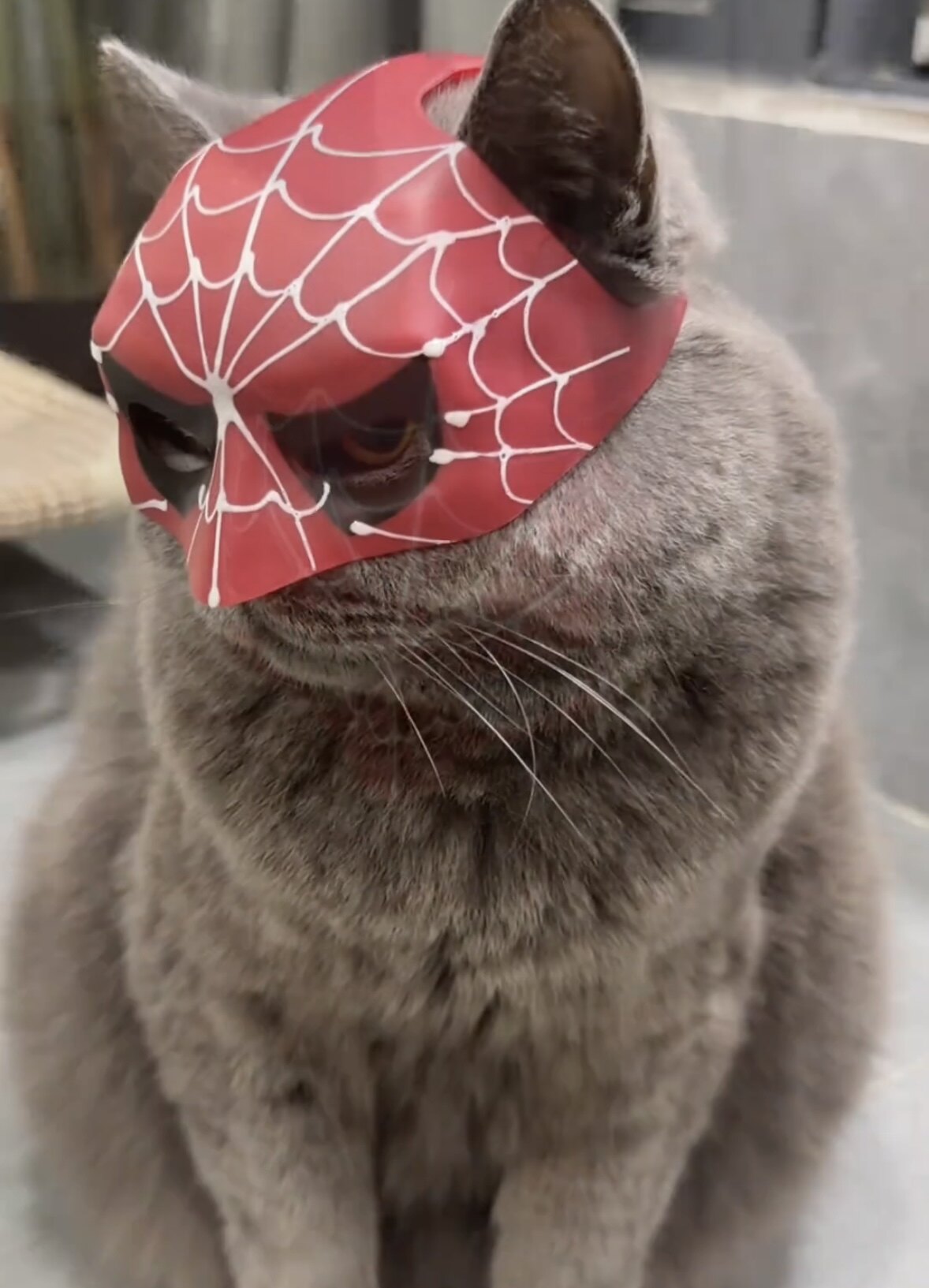 蜘蛛侠猫咪搞怪面具宠物头套万圣节装扮道具搞怪猫猫拍照道具