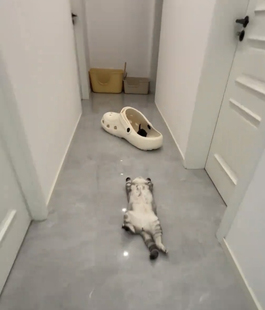 大型洞洞鞋创意搞怪海边玩具猫窝狗窝拍摄视频道具拖鞋