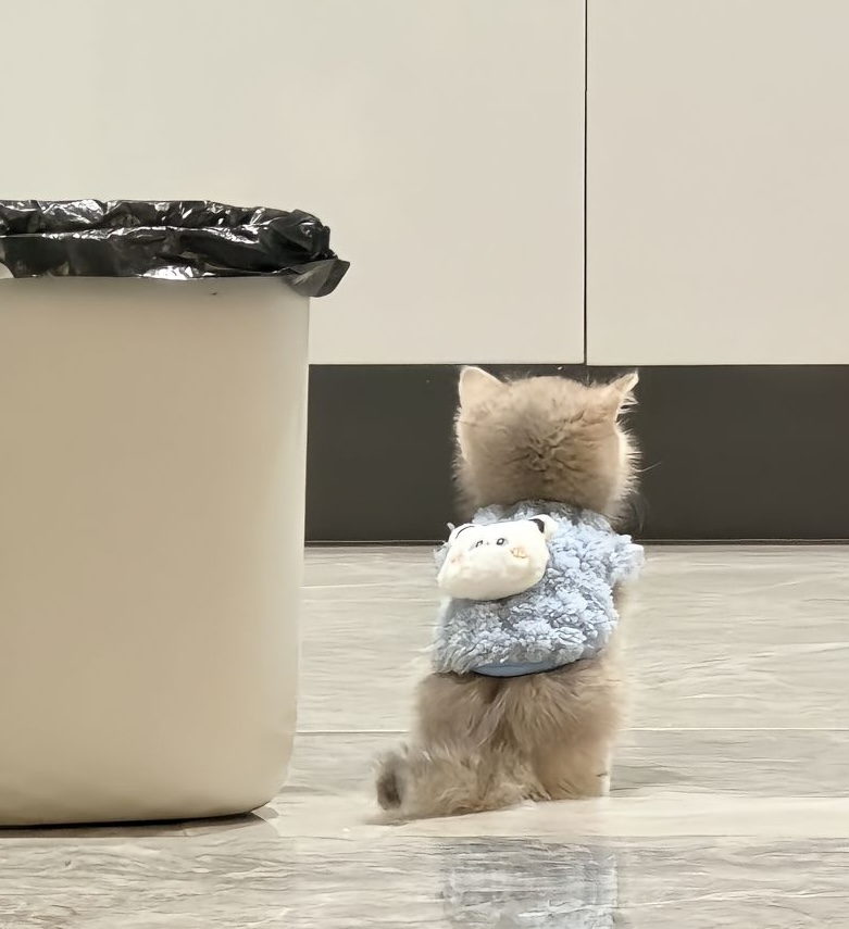 新款幼猫小奶猫小猫小体比熊泰迪幼犬小奶狗衣服冬款