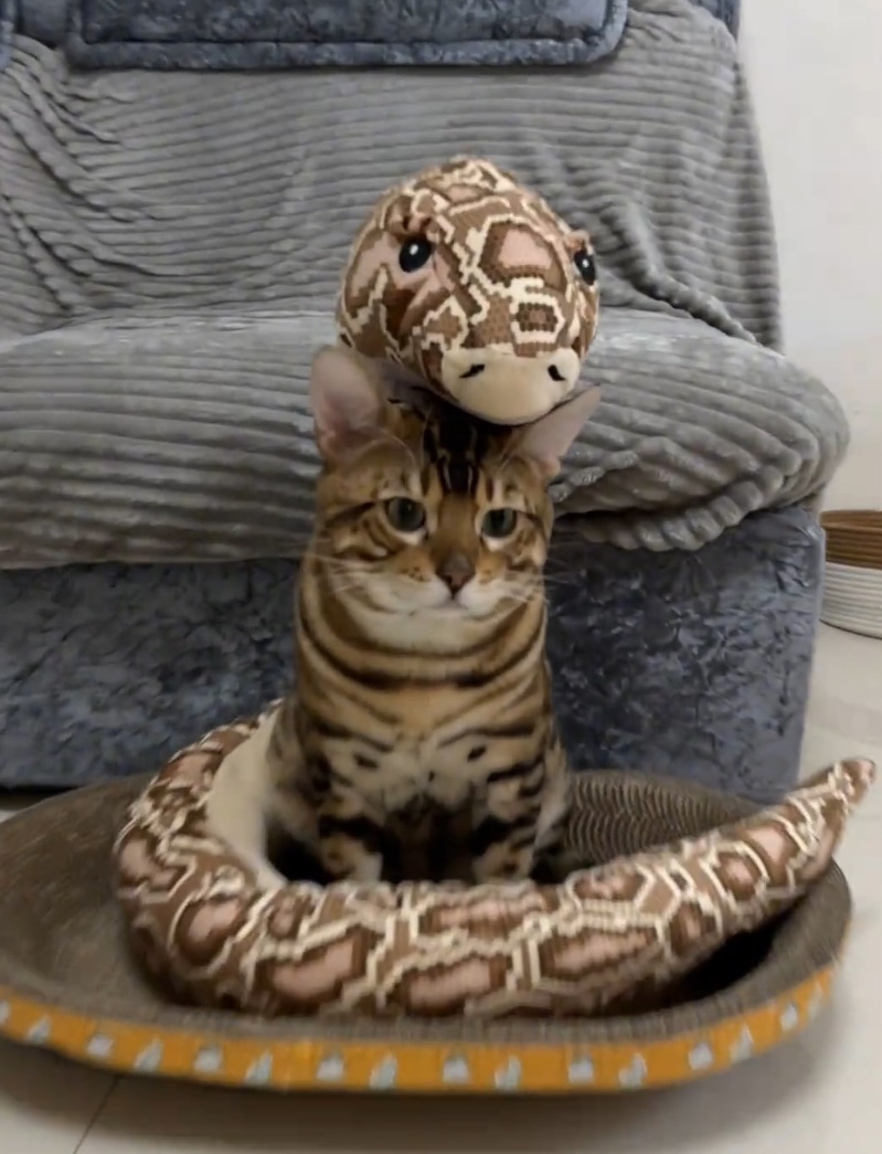 新款大蛇毛绒玩偶玩具蛇可爱儿童宝宝睡觉手工抱枕仿真大蟒蛇