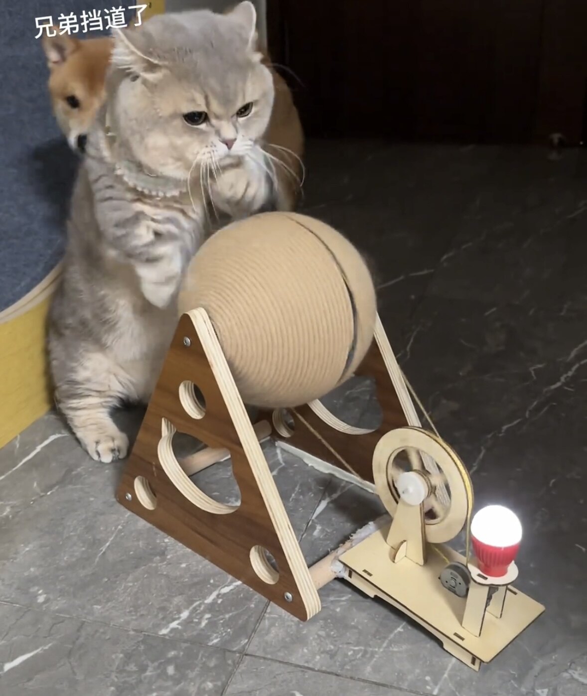 猫抓球立式滚动创意猫咪自嗨玩具耐磨耐咬高颜值可爱磨爪器猫抓板