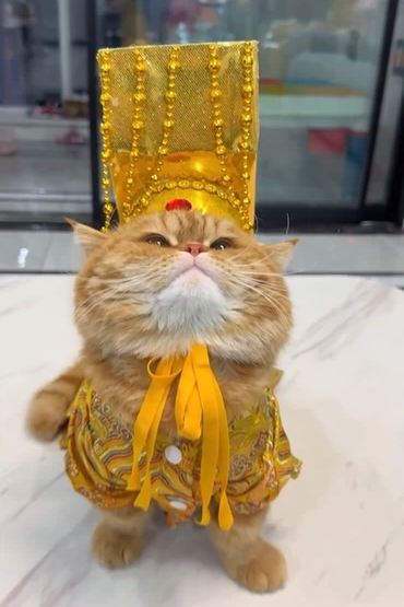 猫咪皇帝帽宫廷头饰创意搞怪狗狗头套宠物秦始皇头冠cos拍照出片
