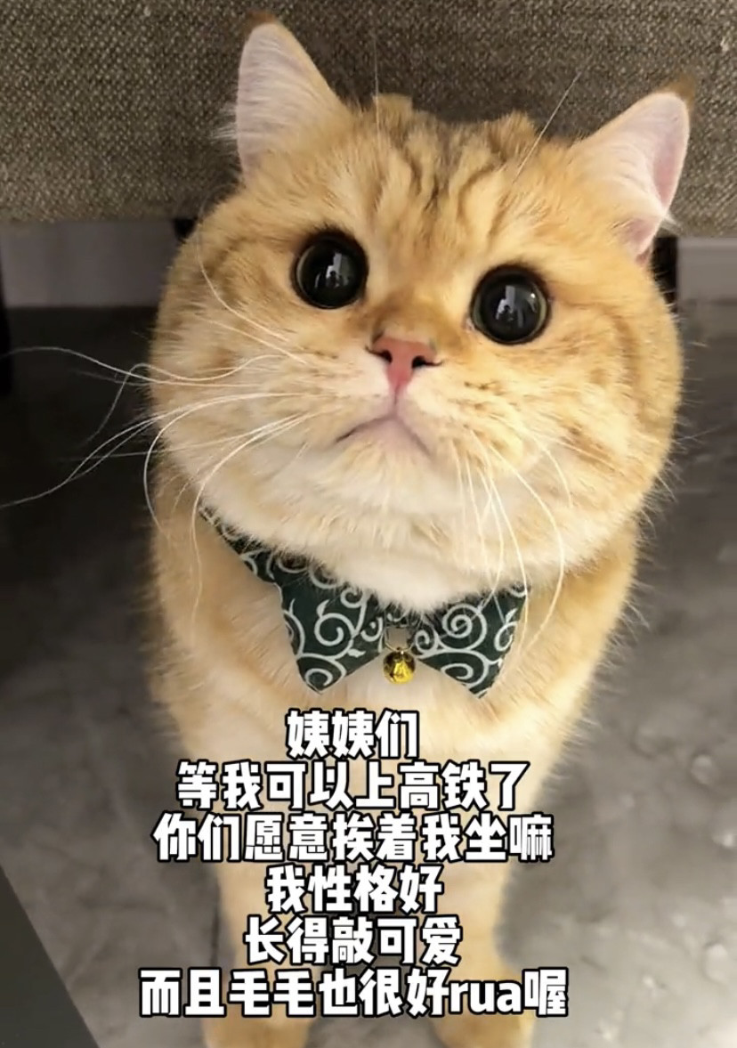 猫咪项圈宠物围脖柴犬和风狗狗脖圈装饰品大小型犬领结口水巾围兜