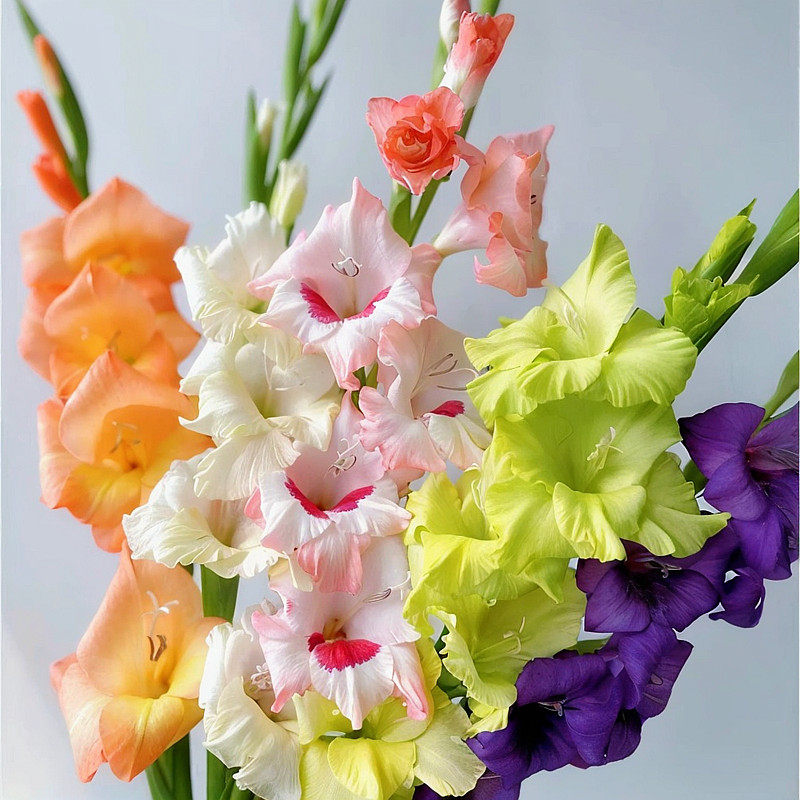 10颗剑兰种球唐菖蒲进口球根盆栽花卉香水百合鲜切花四季种植新手