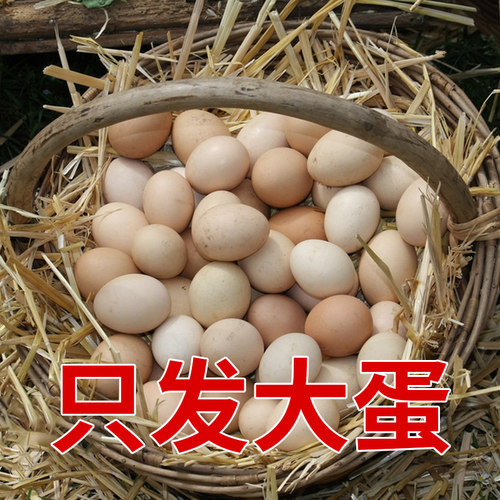 【50枚大个蛋】正宗散养土鸡蛋农家新鲜营养谷物笨鸡蛋