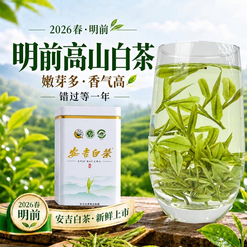 安吉白茶2026新茶官方旗舰店正品礼盒装高山特一级绿茶叶250克