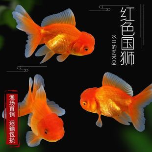 清仓红狮金鱼活鱼观赏鱼小型淡水冷水鱼好养耐活小金鱼活体宠物鱼