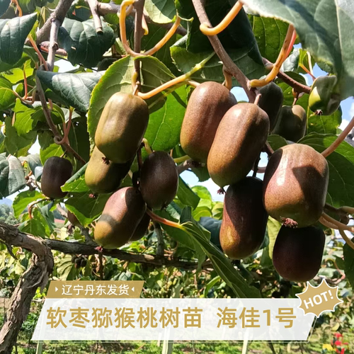 软枣猕猴桃苗圆枣南北方海佳