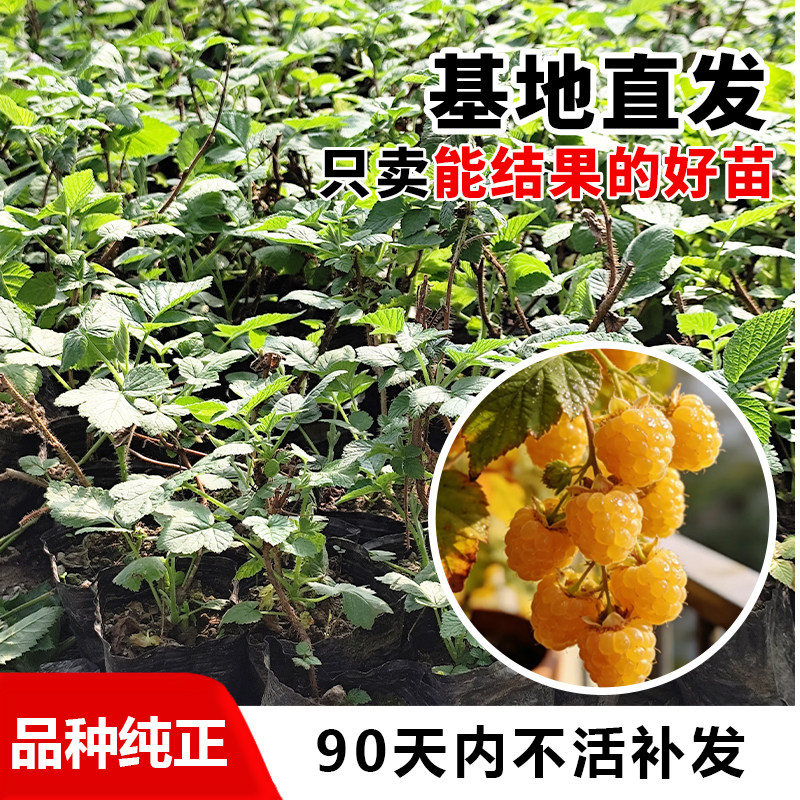 红黄黑树莓苗覆盆子多腺悬钩子泰莓果苗盆栽阳台水果树苗庭院带土