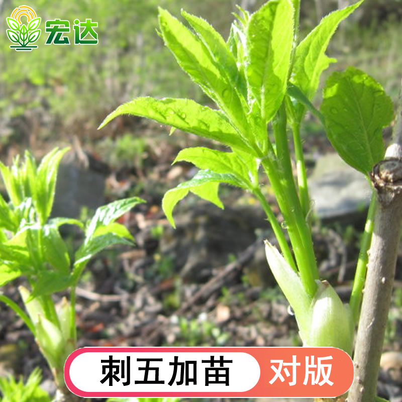 短梗刺五加苗五叶刺加皮种子种苗东北刺五加皮树苗南北方刺拐棒