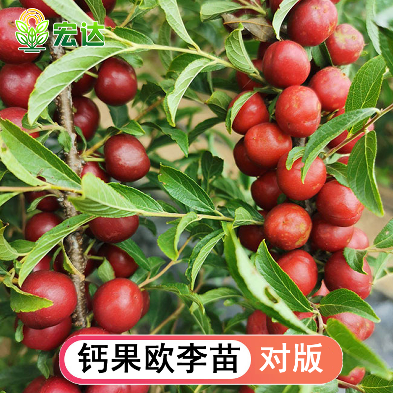 钙果欧李苗耐寒植物补钙大田盆栽