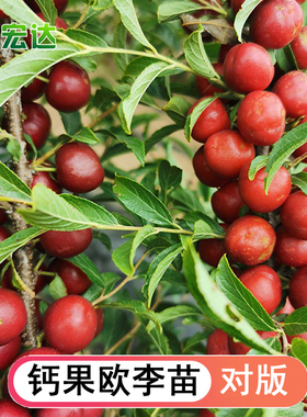 钙果苗欧李农大超欧系列当年开花结果鲜食补钙大田盆栽种子果树苗