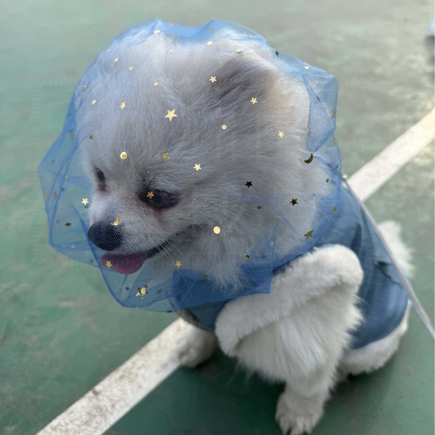 狗狗外出头套舒适透气中小型犬用嘴套星星网纱误食防舔网套