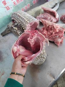 新鲜鳄鱼肉新鲜养殖鳄鱼3斤整只暹罗鳄鱼带皮每天现杀鱼身段肉