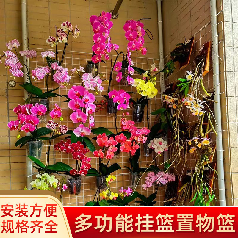 多功能铁丝网格架蝴蝶兰挂篮植物爬藤格子网风车茉莉墙上展示架子