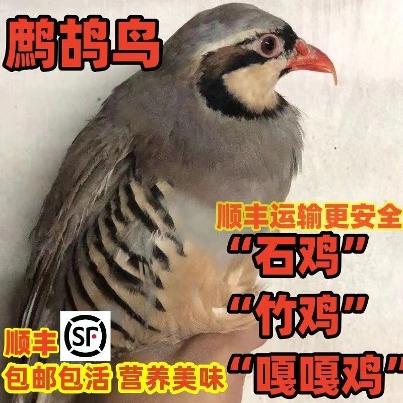 种鸟鹧鸪活物呱呱鸡咕咕鸡鸡宠物鸡顺丰包邮包下蛋