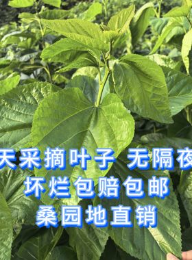 新鲜桑叶3-5斤  桑园地里发货 当天采摘无农药 蚕宝宝最爱