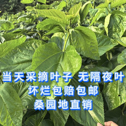 新鲜桑叶3-5斤  桑园地里发货 当天采摘无农药 蚕宝宝最爱