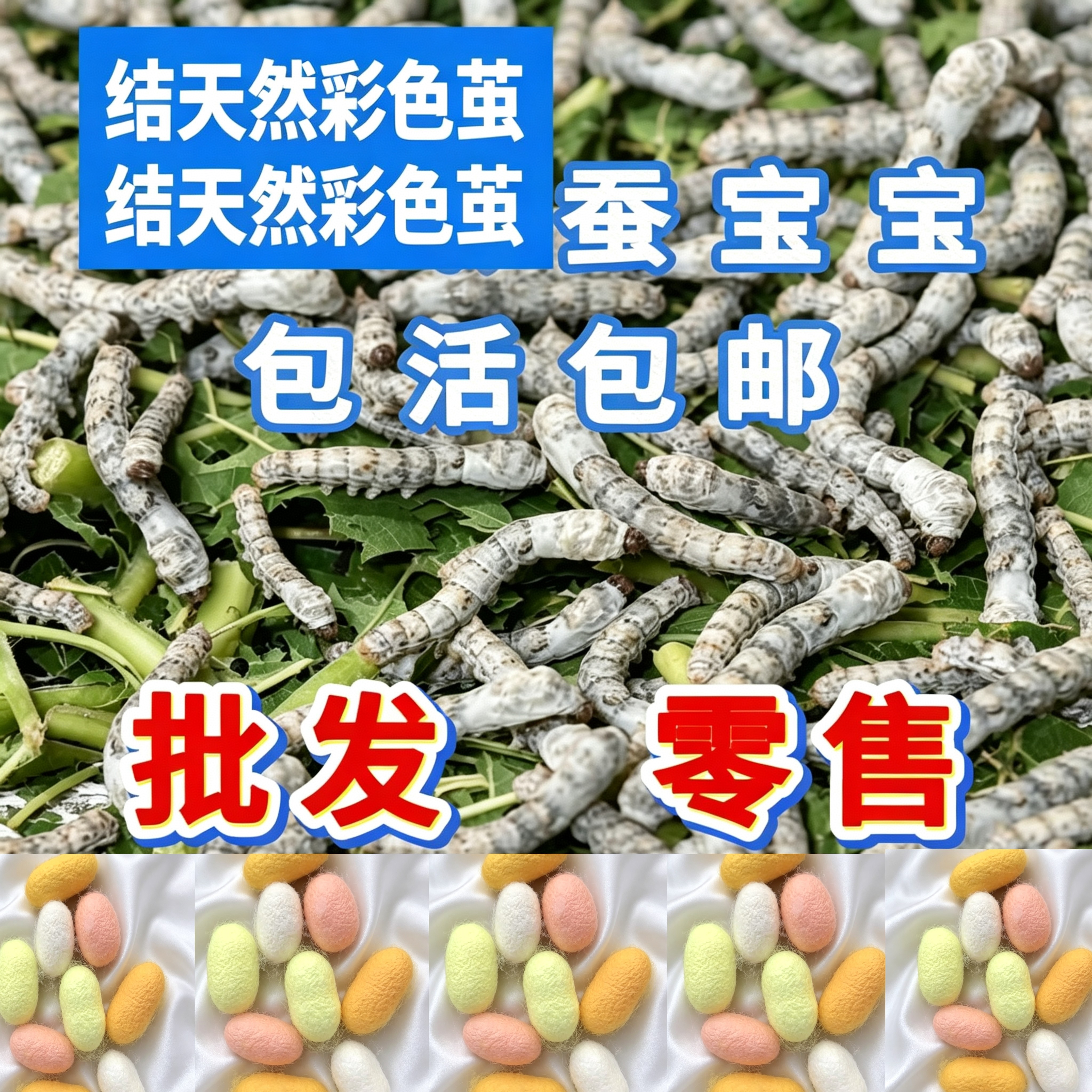 天然彩色茧蚕宝宝批发零售 包活包邮 专业孵化成活率高 新鲜桑叶