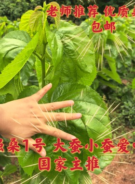 成都黄婆婆桑叶蚕宝当日现摘发货