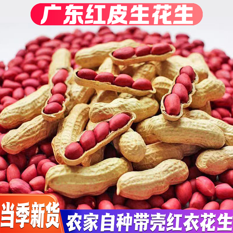 广东红皮花生带壳生的