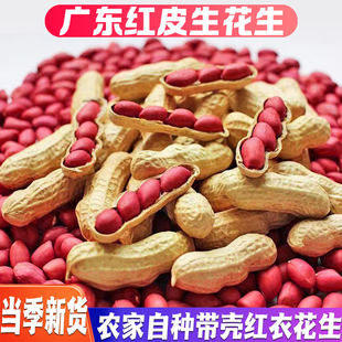 广东红皮花生带壳晒干生的农家种新鲜四粒子红衣花生米2025新货土