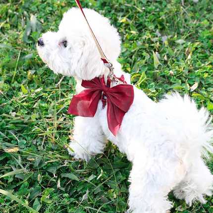 狗狗牵引绳胸背带可爱小型犬宠物猫咪工字型公主风泰迪比熊约克夏