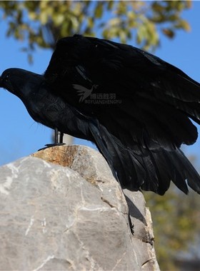 仿真羽毛展翅黑乌鸦橱窗装饰园林家居摆件摄影道具教学道具乌鸦