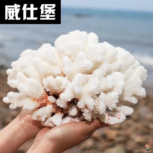 新天然珊瑚花礁石贝壳鱼缸造景家居装饰品水族馆橱窗样板间摆