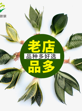 净化空气虎皮兰基地虎皮兰哈尼黄金兰白玉银脉荷花兰虎耳兰