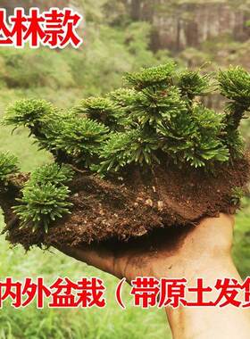 卷柏九死还魂草室内外盆栽假山植物吸水石造景养不死复活草苗老桩