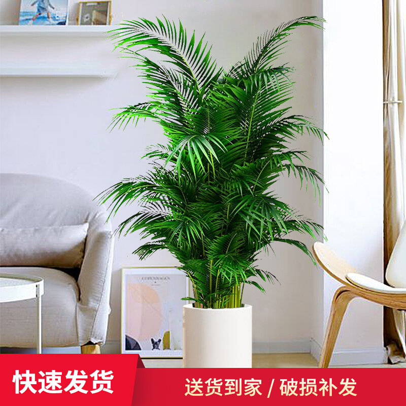 大型绿植散尾葵夏威夷竹子室内办公室盆栽落地带盆观叶观赏植物,鲜花速递/花卉仿真/绿植园艺,大型绿植/成品组合盆栽,淘宝优惠券,粉丝福利购,淘宝优惠卷