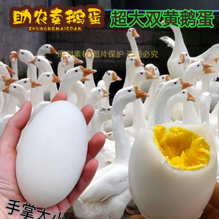 12枚鹅蛋220 包邮 260克大鹅蛋新鲜正宗农家散养现捡现发 顺丰