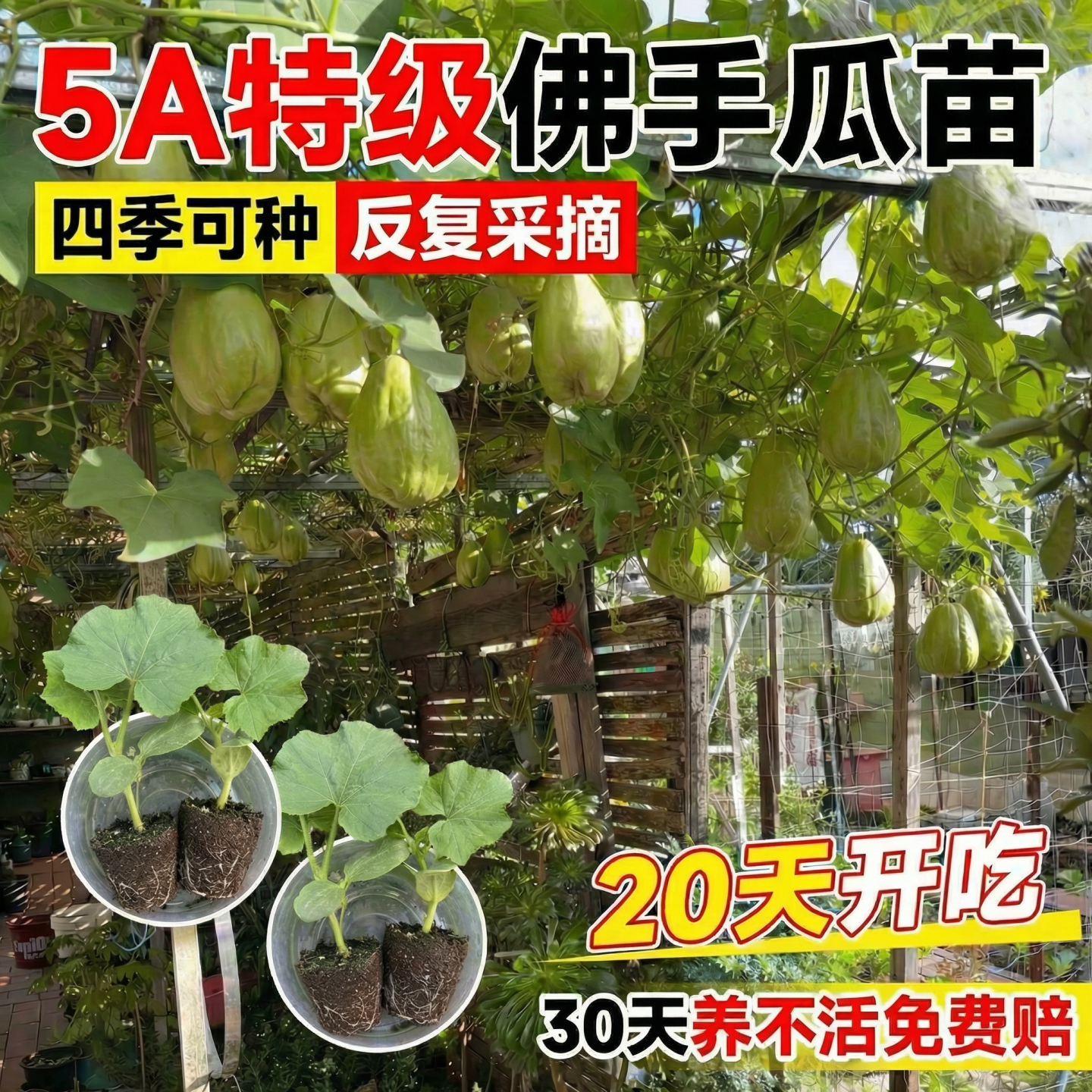 佛手瓜苗带母体瓜带芽带土佛手瓜秧苗扶手瓜种苗四季种植蔬菜秧苗