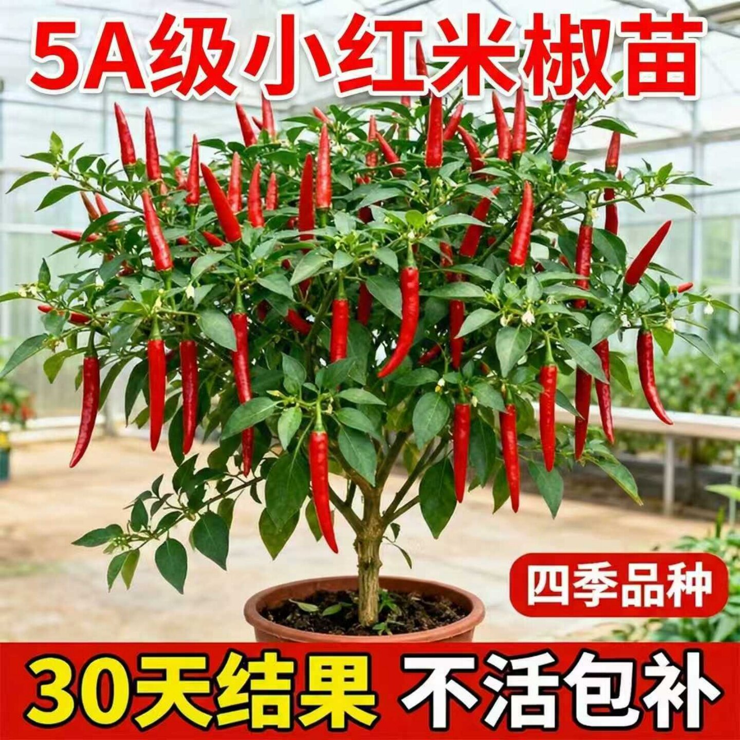 爆辣红小米椒簇生朝天椒七彩椒白小米椒苗秧苗种子种苗辣椒苗大全