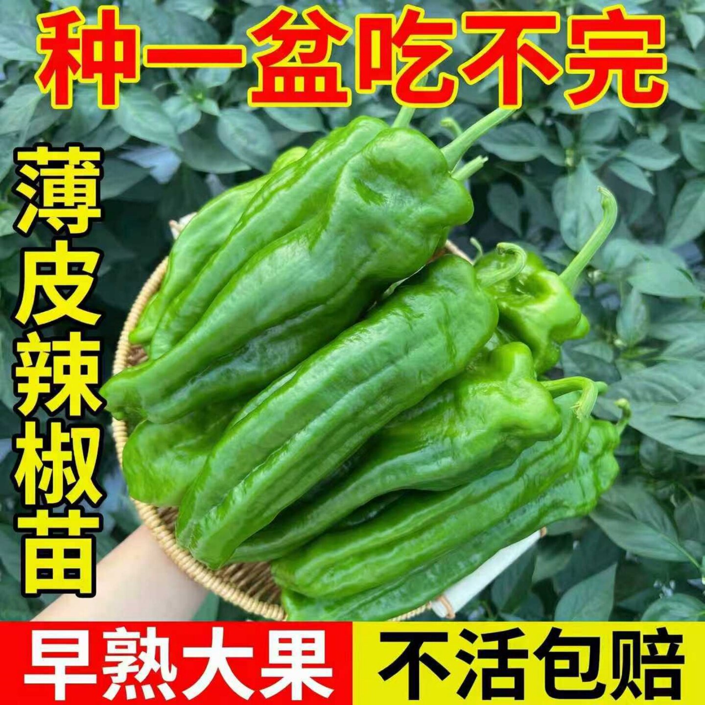 薄皮椒辣椒苗大果微辣虎皮椒苗秧图片