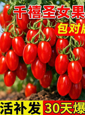 千禧圣女果苗秧瀑布小番茄苗樱桃西红柿苗矮生黄色四季盆栽蔬菜苗
