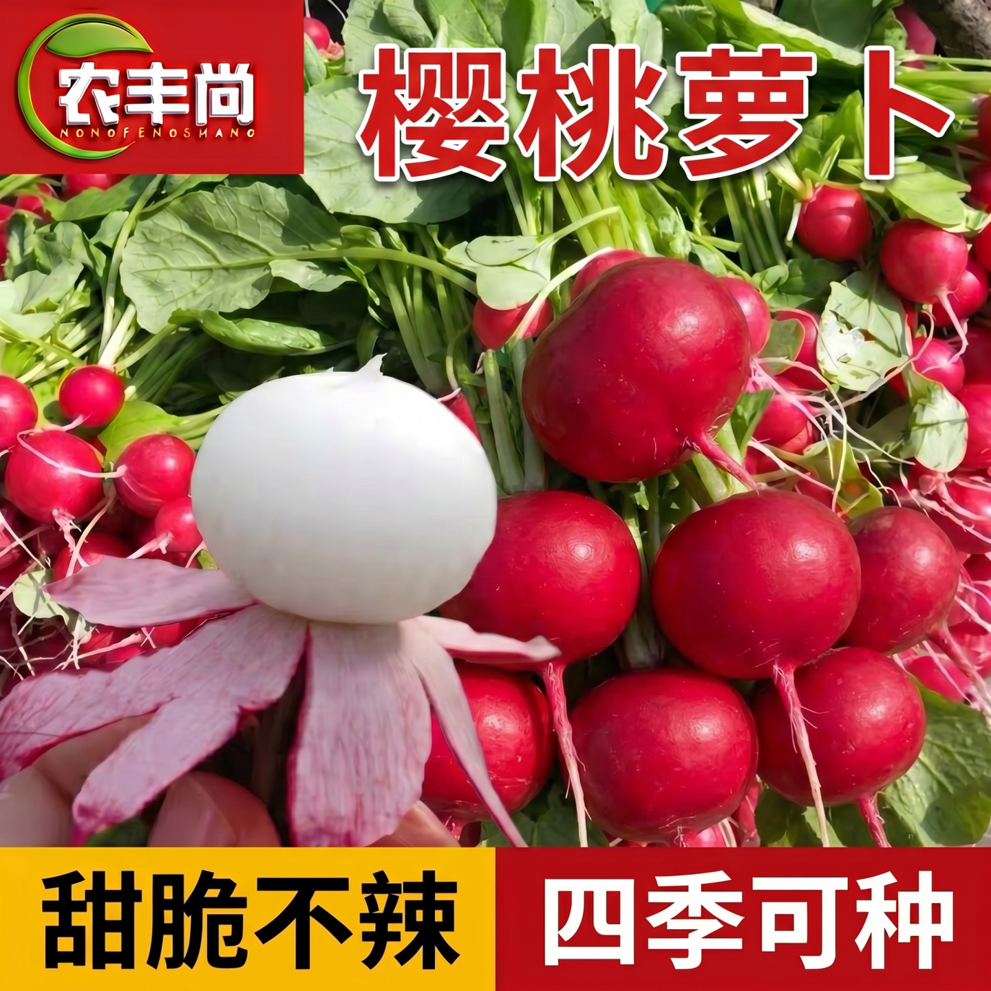 樱桃萝卜种子四季水果蔬菜种子