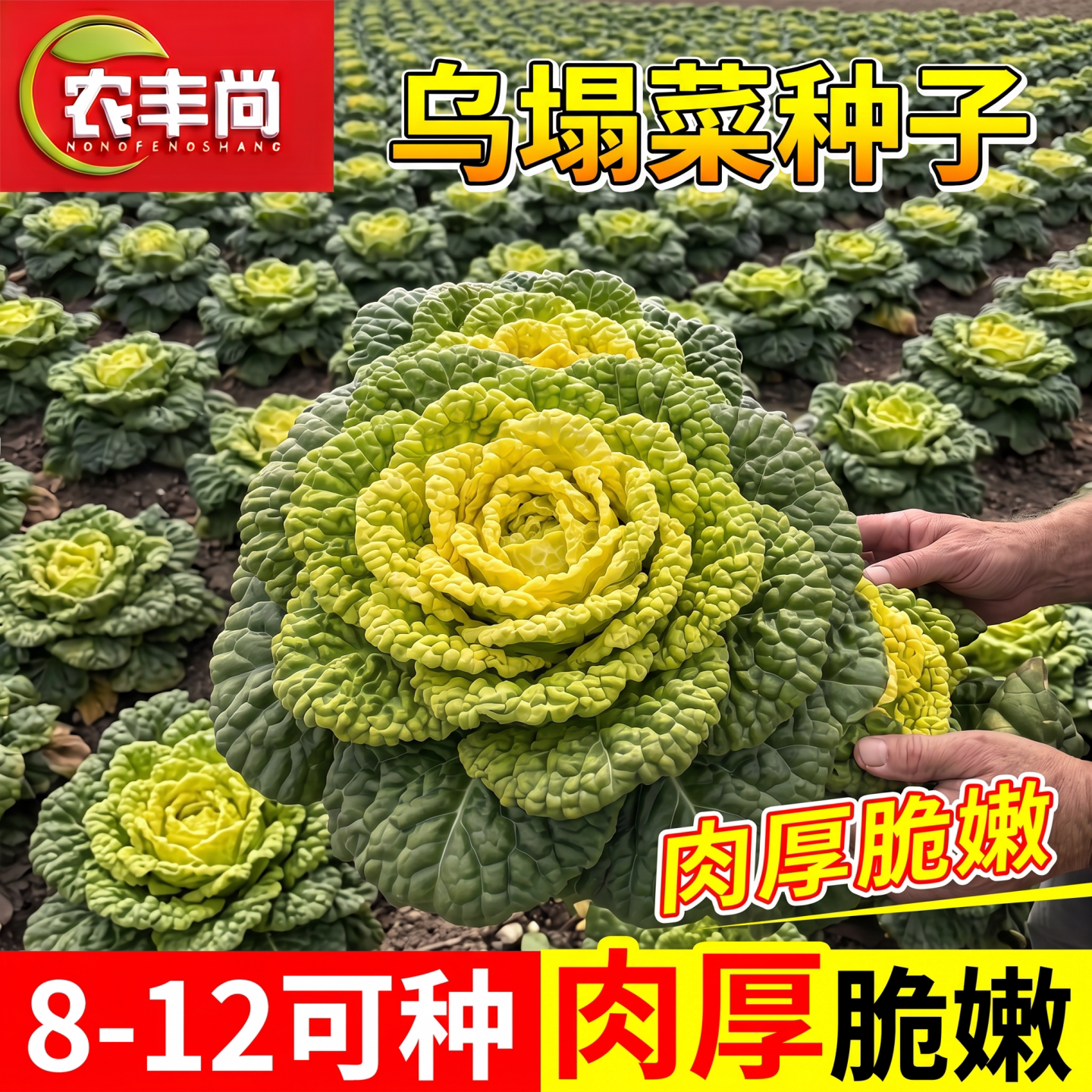 黄心乌塌菜种子耐热耐寒抗冻阳台盆栽四季庭院可越冬黑叶蔬菜种籽