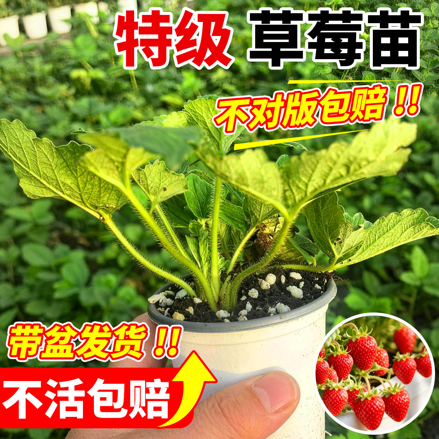 草莓苗秧苗优质脱毒奶油红颜四季结果盆栽高产特大阳台种植草莓苗