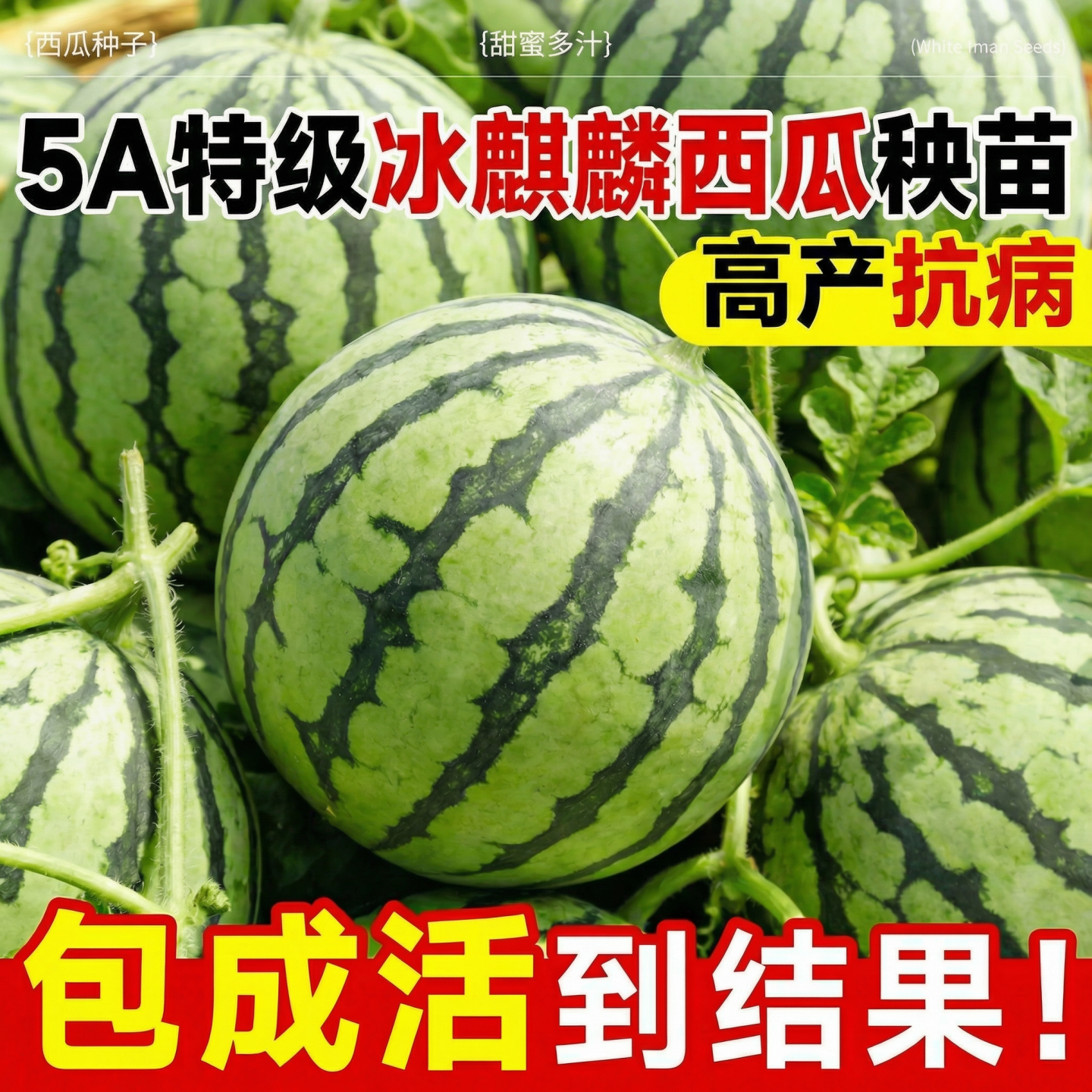 冰糖麒麟西瓜秧苗嫁接8424西瓜苗秧高产超大果懒汉无籽西瓜苗大全